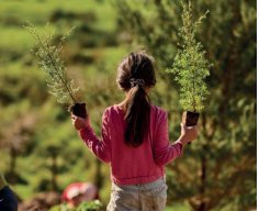 Kahuranaki Waterfall Planting Project