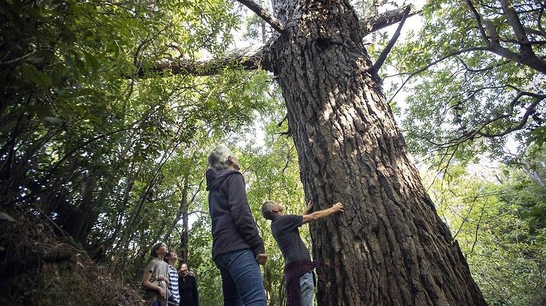 Kelly's Conservation Forest